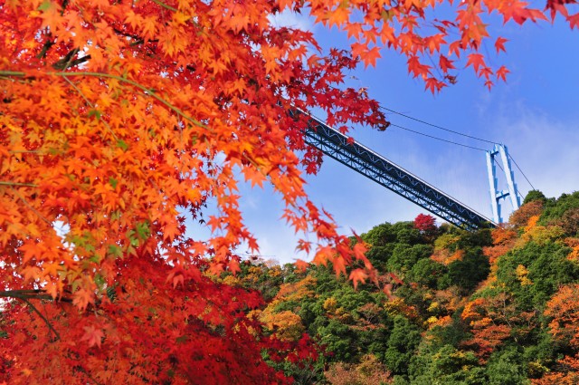 茨城県の有名な橋と紅葉 トライアンフ水戸 バイクブロス