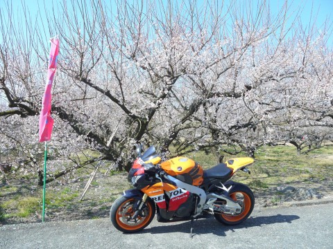 たかさんが投稿したツーリング情報 小田原の出会いの梅林 2月11日 祝 バイクのカスタム ツーリング情報ならモトクル Motocle